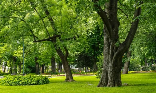 green landscape